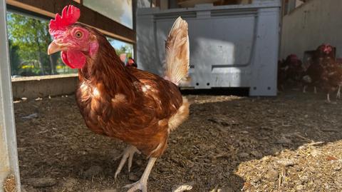After slaughterhouse closure: laying hen farmers in trouble