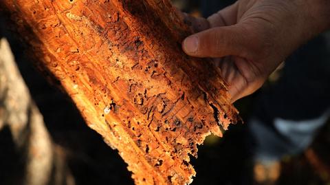 The bark beetle calamity is easing. The beetle is being tamed by weather and science