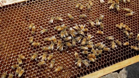 A quarter of bee colonies in Czechia did not survive this winter