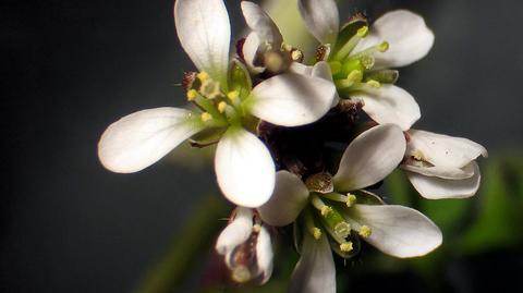 Mountain plants have nowhere to retreat to. Study shows how climate change will affect them