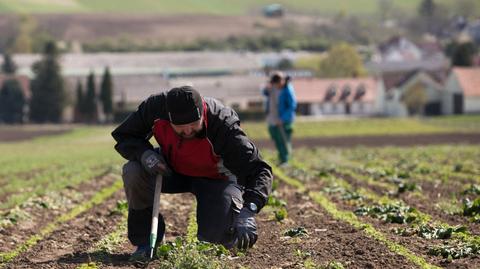 Czech food security at risk as climate change forces agricultural shift   