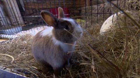 Les abandons de lapins augmentent de moitié après Pâques, selon les services de secours