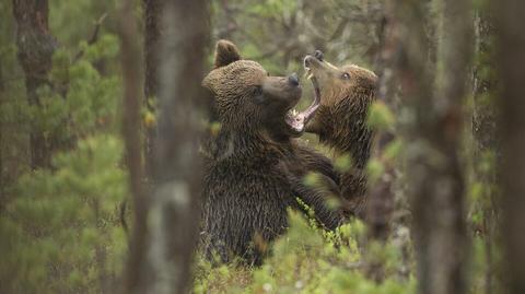ESTONIE : la Société des chasseurs du pays donne des conseils aux randonneurs pour assurer leur sécurité face aux ours