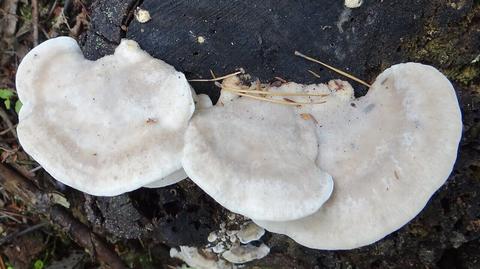 Scientists discover most bitter compound ever in wild fungus