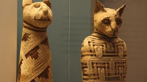 Study suggests ancient Egyptians bred cats for worship, not just pest control