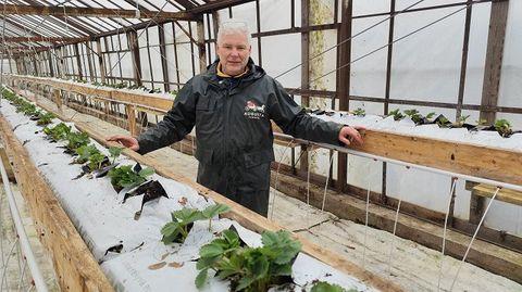In Latvia, due to unusually warm weather the strawberry planting has begun two weeks earlier 