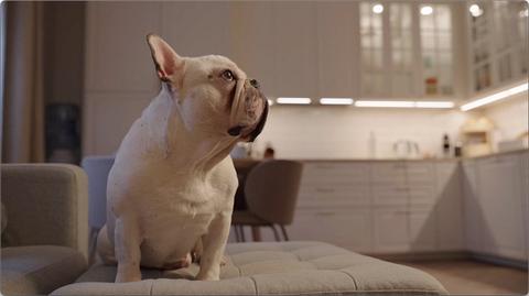 Life with a deaf pet: Latvian owners communicate with their French bulldog using sign language
