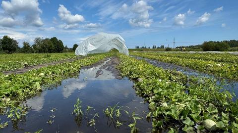 Encontrar variedades mais resistentes. Como conciliar a agricultura com as alterações climáticas?