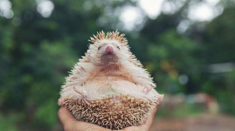 Agência Letã para a Conservação da Natureza: As crias solitárias de animais selvagens devem ser deixadas em paz, não devem ser levadas para casa
