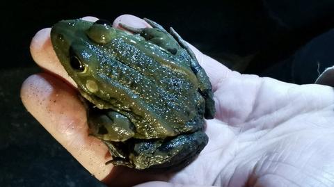 Toad traffic volunteers save thousands of amphibians on Latvian roads