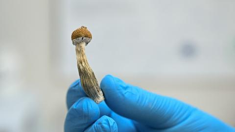 SUISSE : la confédération helvétique est le seul pays d'Europe qui propose un traitement à base de drogues psychédéliques pour les maladies mentales