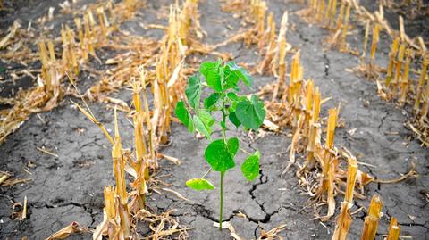 Agriculture shifts from climate-change culprit to victim in new lawsuit 